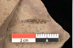 Foto (Detailsansicht) von Castanea atavia Unger (NHMW-GEO-2024-0188-0978)